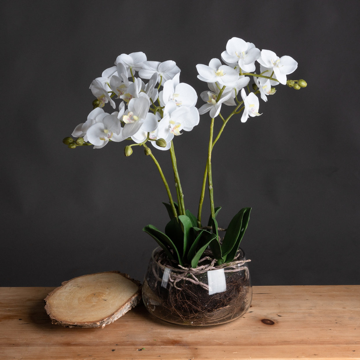 Orchid In Glass Pot - White For Hill Interiors - HIL-19957