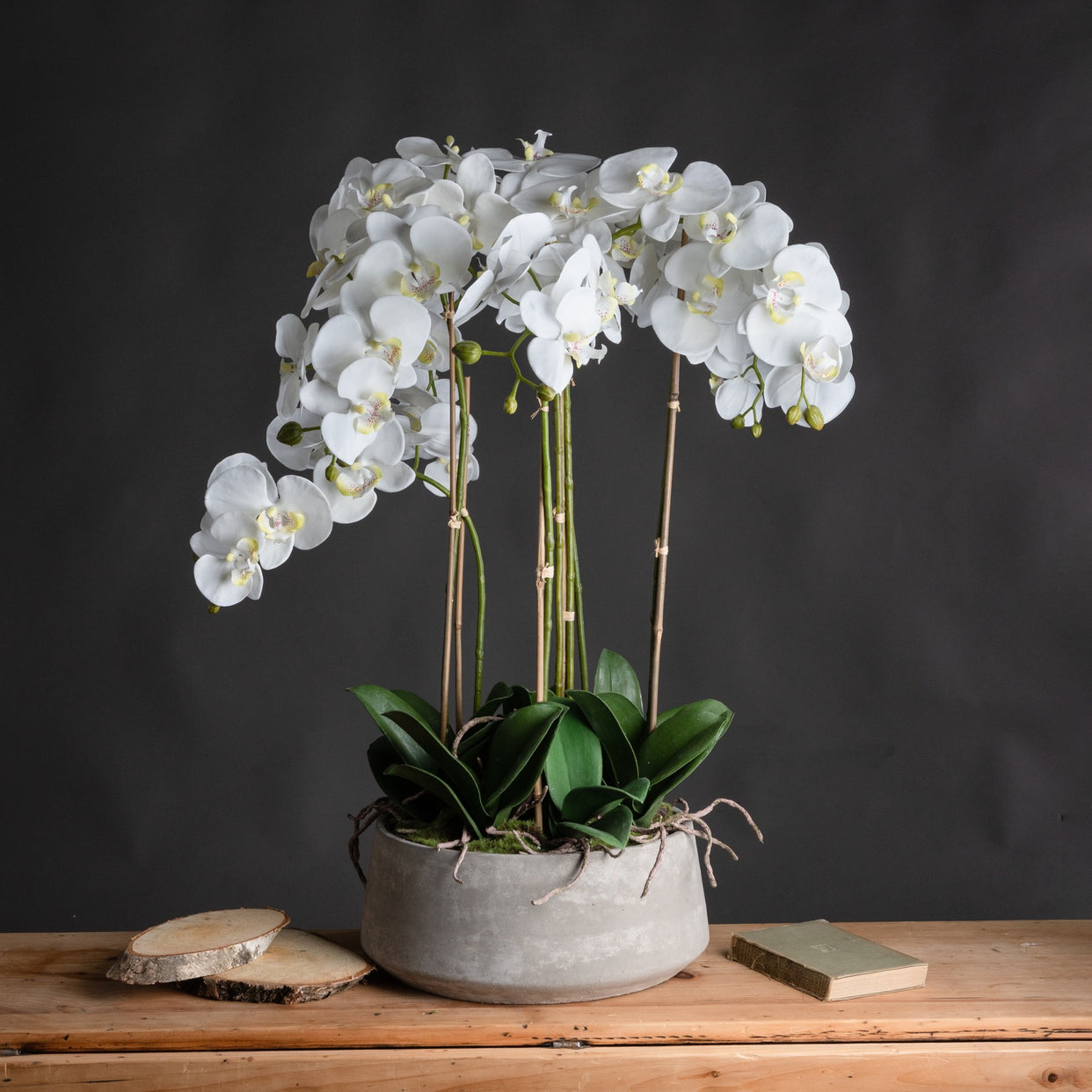 Large Orchid In Stone Pot - White For Hill Interiors - HIL-19960
