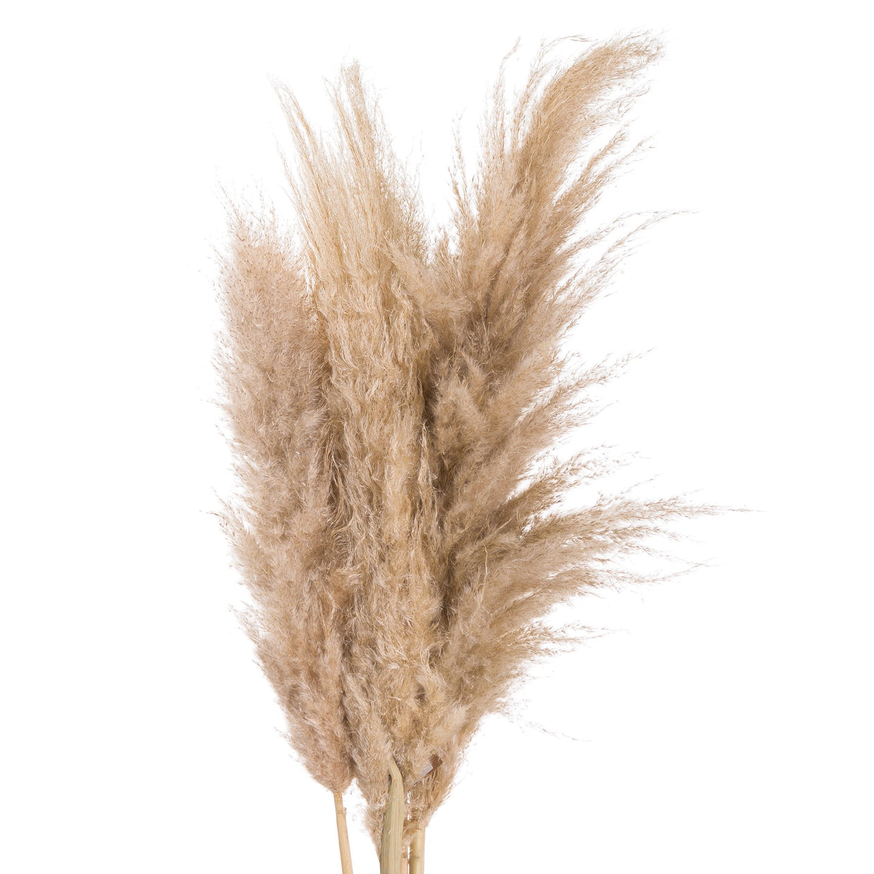 Butter Pampas Grass - Beige For Hill Interiors - HIL-20544