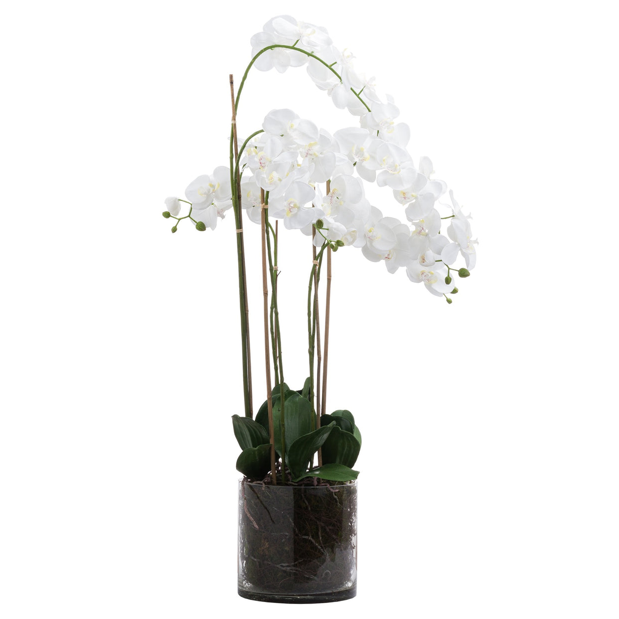 Large Tall Orchid In Glass Pot - White For Hill Interiors - HIL-21228