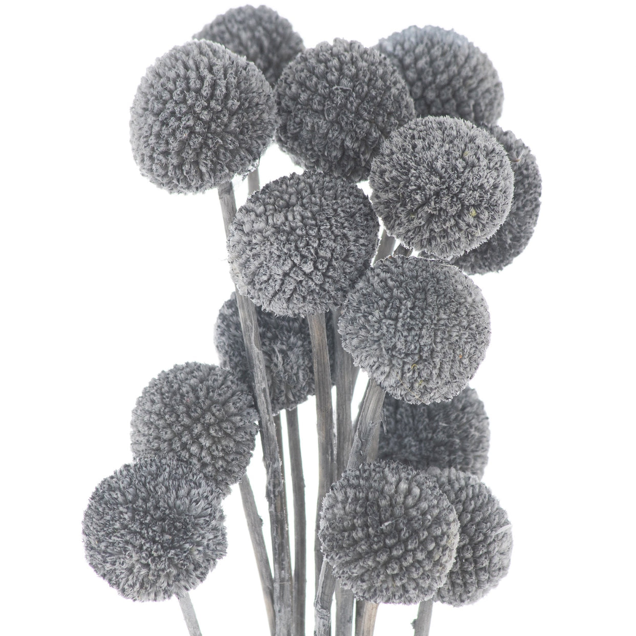 Billy Ball Bunch Of 20 - Dried Grey For Hill Interiors - HIL-21687
