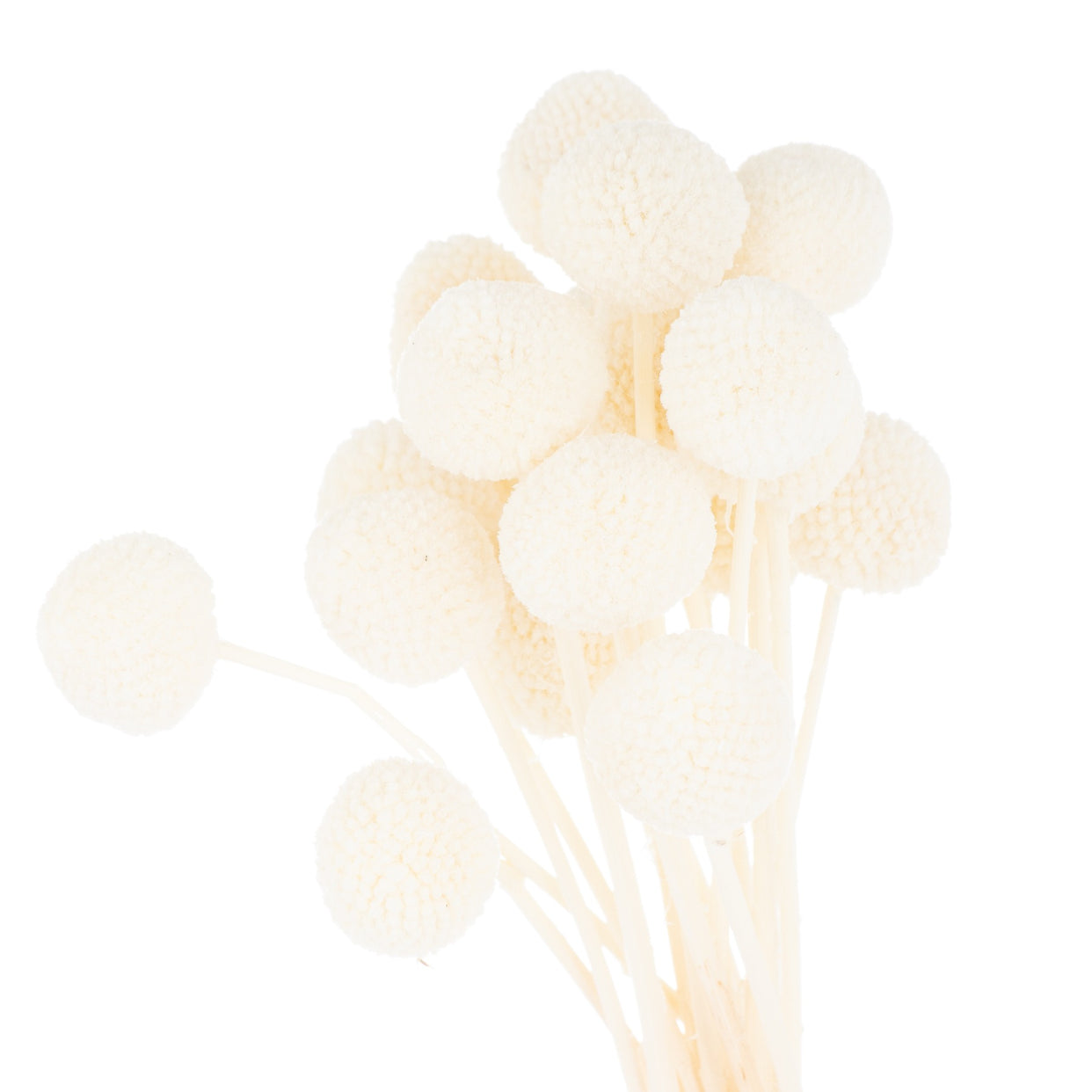 Billy Ball Bunch Of 20 - Dried White For Hill Interiors - HIL-21689