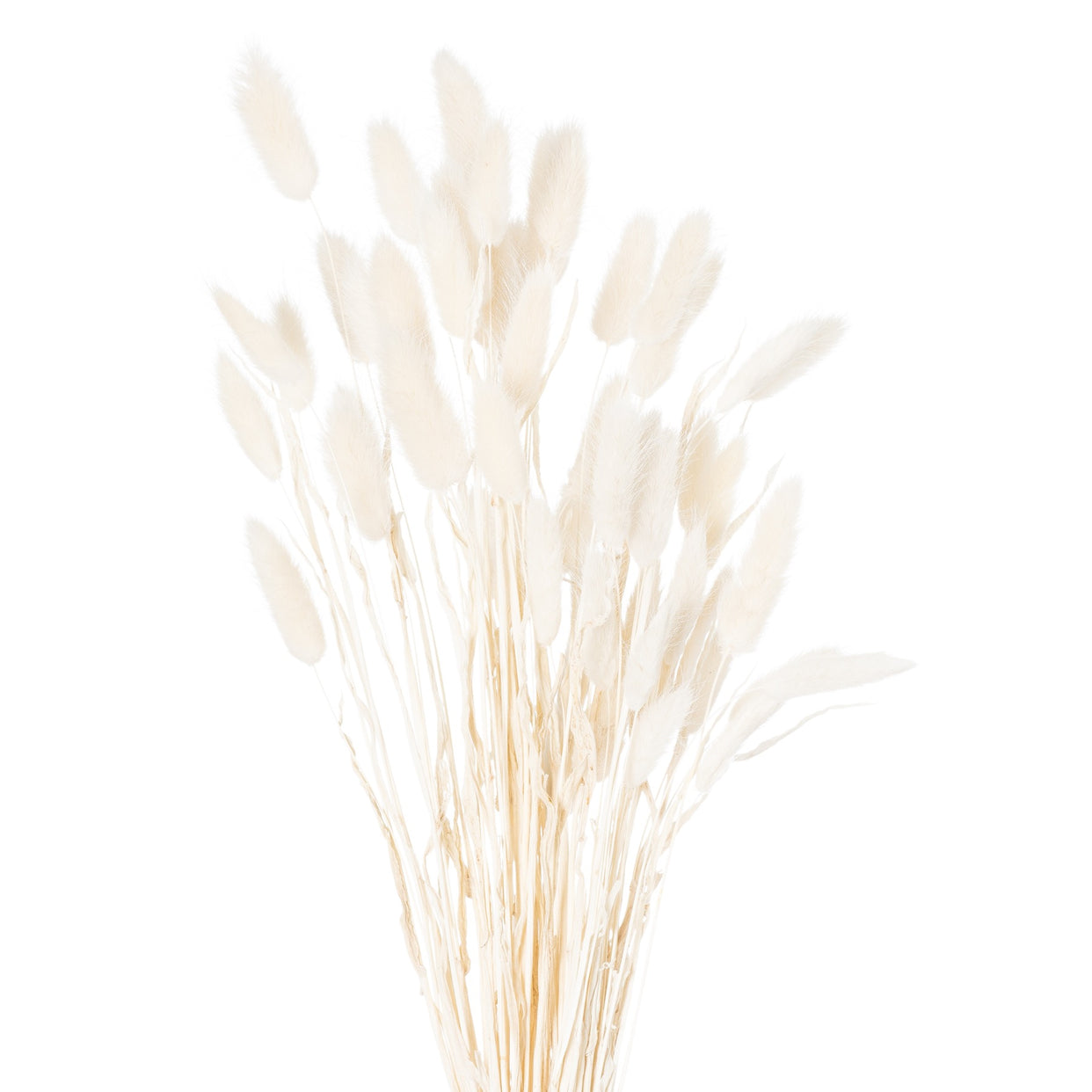 Bunny Tail Bunch Of 60 - Dried White For Hill Interiors - HIL-21690