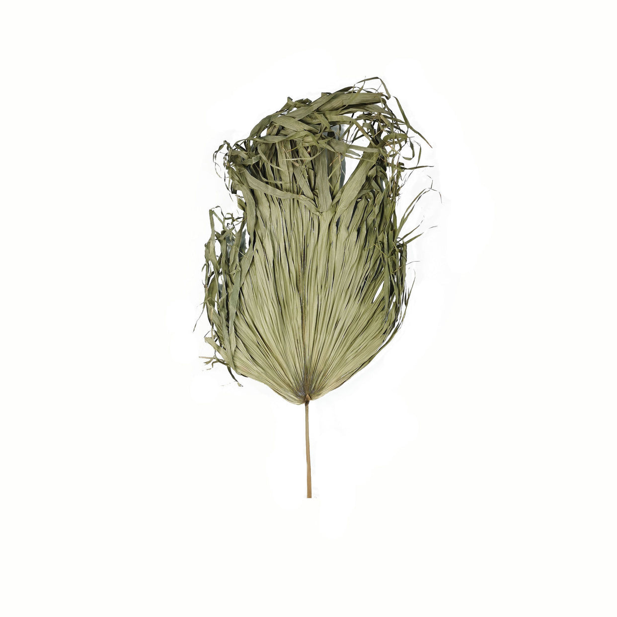 Dried Sun Big Palm - Green For Hill Interiors - HIL-21693