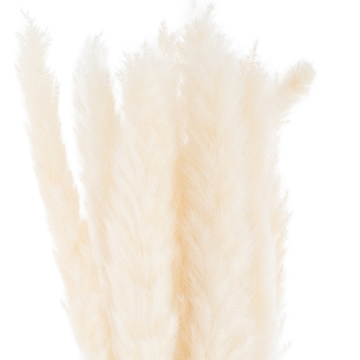 Mini Pampas Grass Bunch Of 15 - White For Hill Interiors - HIL-21695