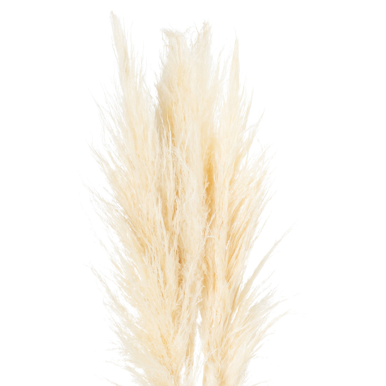 Cream Pampas Grass Stem - Natural For Hill Interiors - HIL-21702