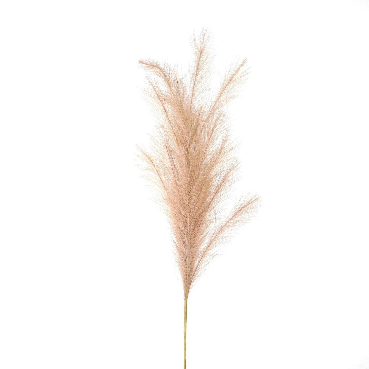 Large Faux Pampas Grass Stem - Beige For Hill Interiors - HIL-22098