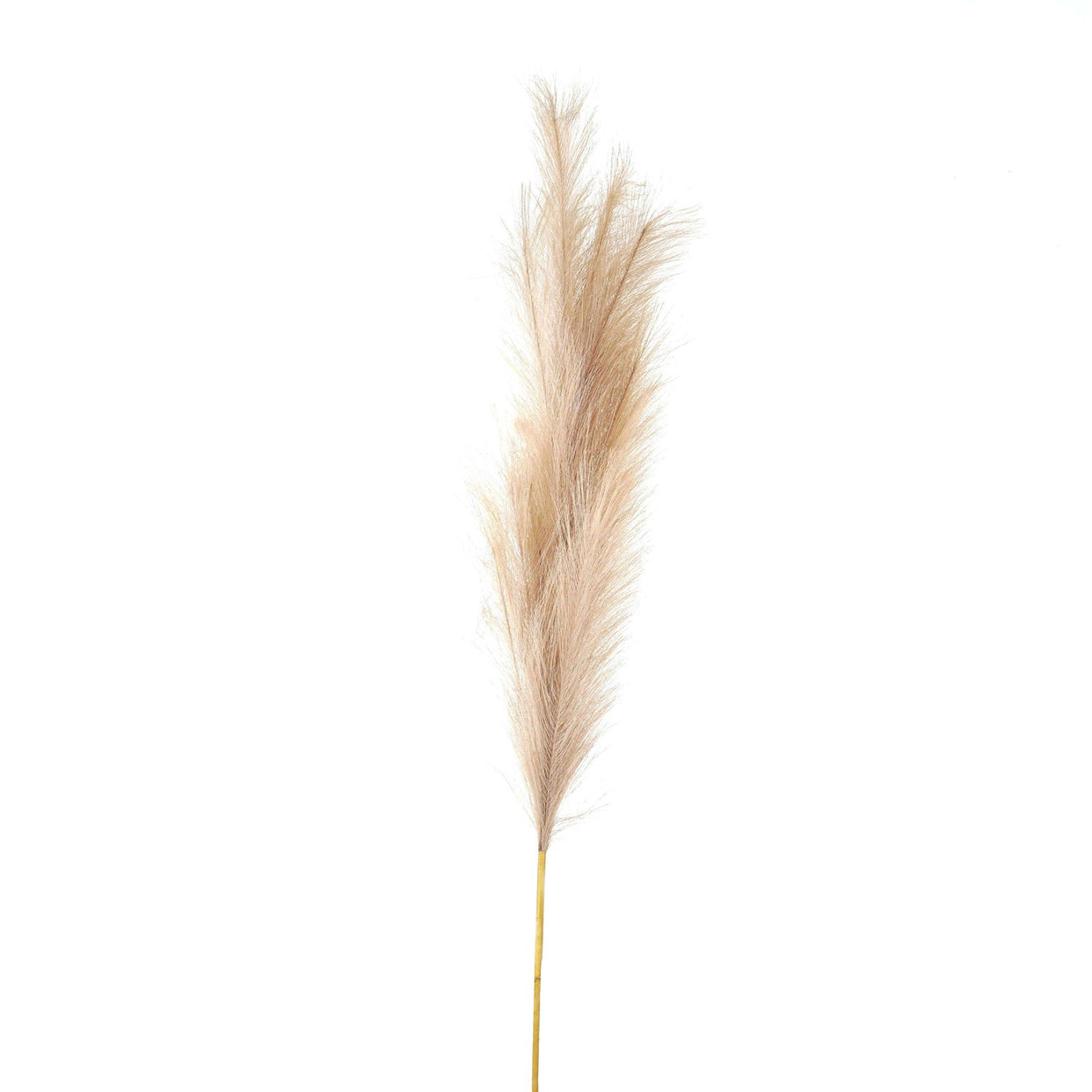 Bleached Large Faux Pampas Grass Stem - White For Hill Interiors - HIL-22106