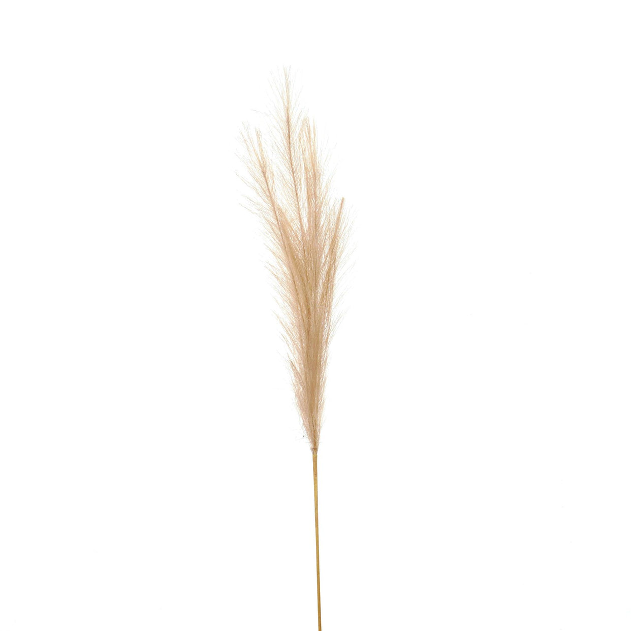 Bleached Faux Pampas Grass Stem - White For Hill Interiors - HIL-22107