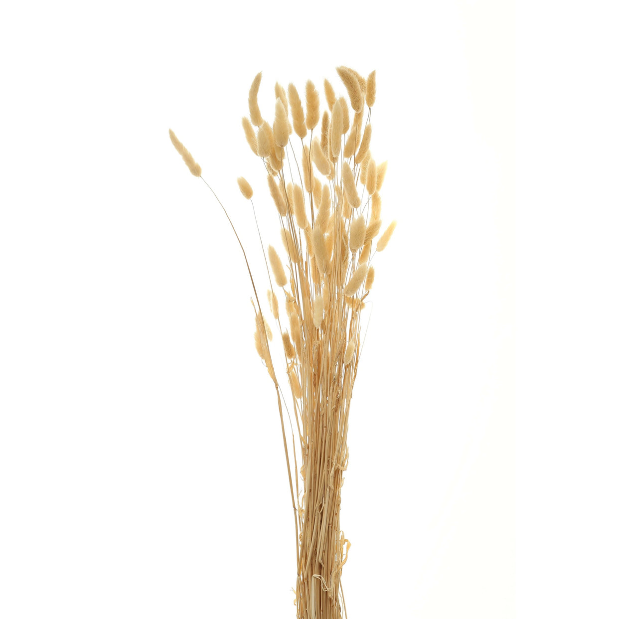 Bouquet Of Tall Bunny Tails - White For Hill Interiors - HIL-22204