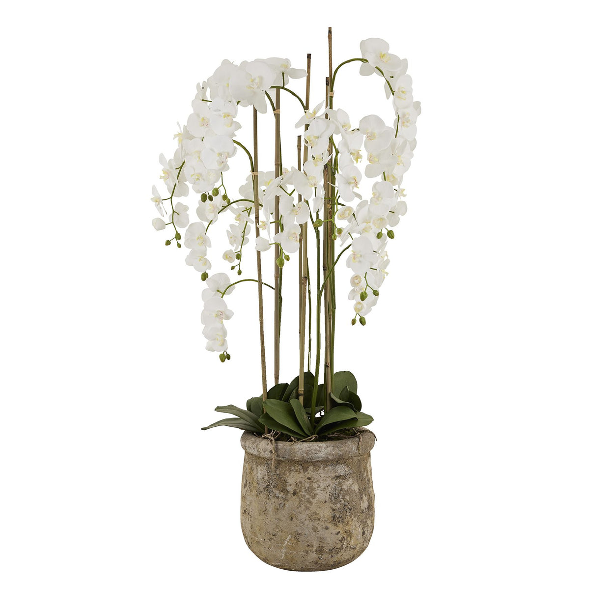 Large Orchid In Antique Stone Pot -M White For Hill Interiors - HIL-22641